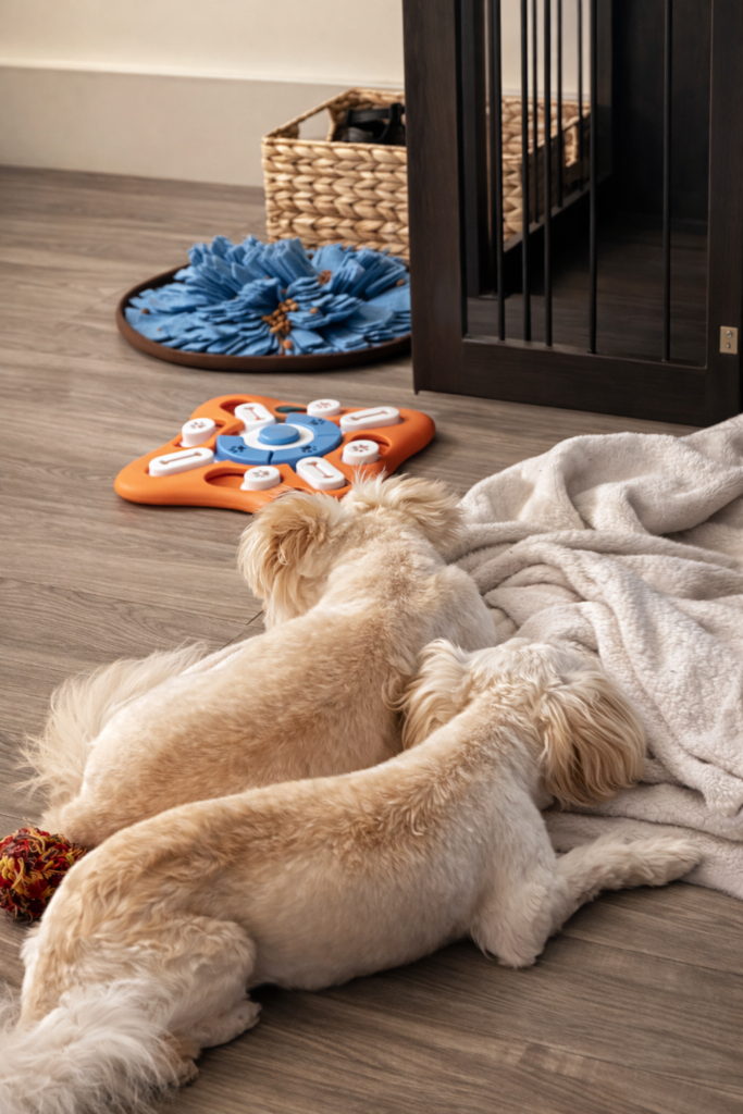 Double Trouble at Rest. 

This image uses leading lines from the floorboards and crate bars to guide the viewer’s eye toward the dogs. The toys create foreground interest, adding context to their playful energy even while they rest. The composition balances stillness and activity, showing contrast between calm bodies and scattered enrichment toys.