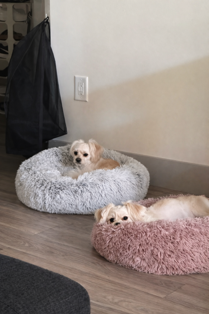 Same House, Different Personalities.

This composition uses color contrast between the gray and blush beds to differentiate personalities while maintaining harmony. The negative wall space above them emphasizes scale and placement. The dogs are positioned using the rule of thirds, giving visual breathing room and balance.