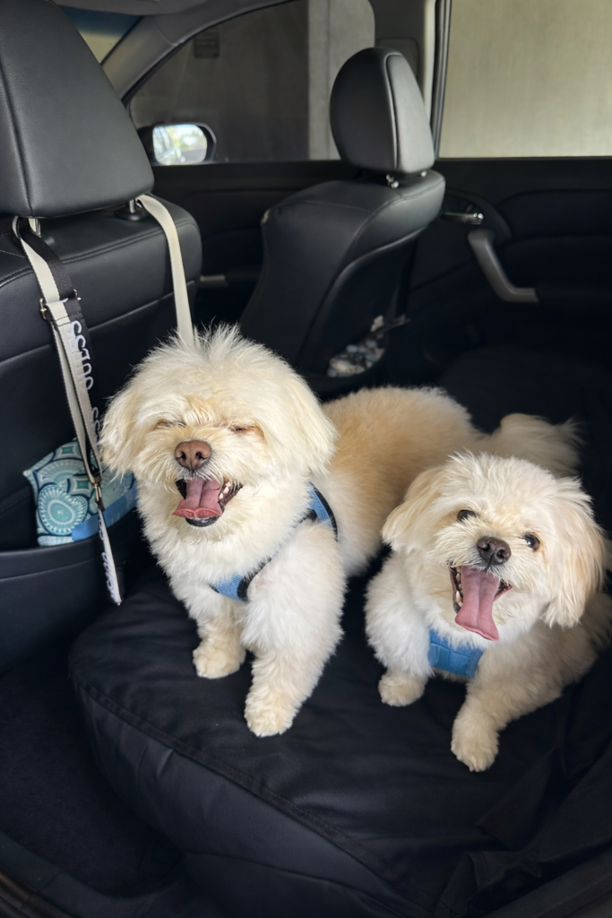 Backseat Legends.

This image uses framing through the car interior to contain the subjects and draw focus to their expressions. Their open mouths and matching harness colors create visual repetition and symmetry, reinforcing the “double” theme. The shallow depth of field keeps the background minimal so emotion becomes the focal point.