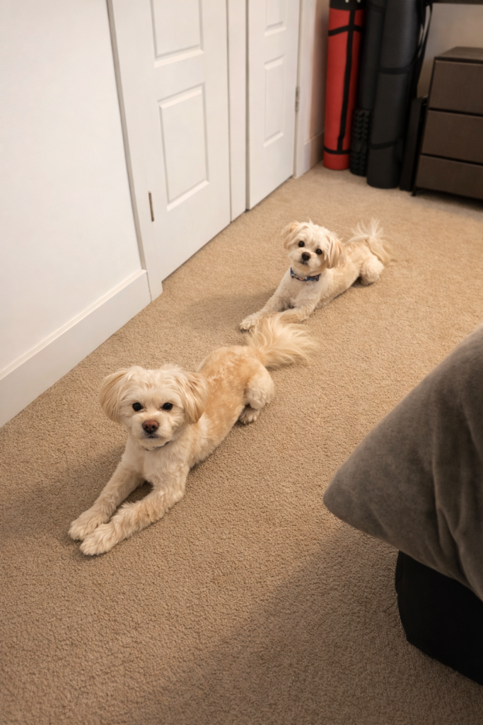 Tactical Waiting.

This photo uses depth and perspective, with one dog positioned slightly forward and the other behind to create spatial layering. The hallway lines subtly act as leading lines, drawing attention toward the subjects. The repetition of posture reinforces visual unity.