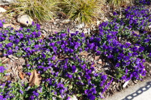 Nature of Covington Square