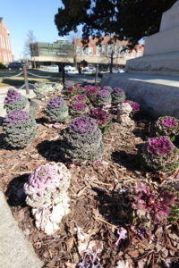 Nature of Covington Square Continued